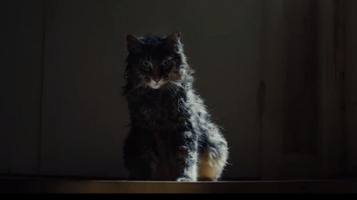 Segundo trailer de Cementerio de Mascotas que se estrena el 5 de abril